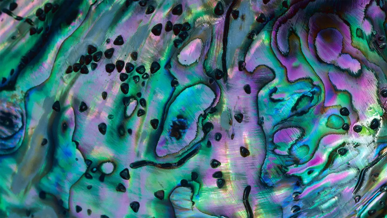 五彩缤纷的鲍鱼贝壳，新西兰