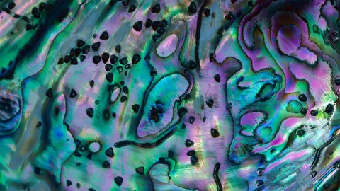 五彩缤纷的鲍鱼贝壳，新西兰