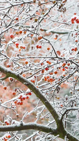 Ein Apfel heute, ein Apfel Morgen, und Sie sind frei von allen Sorgen!