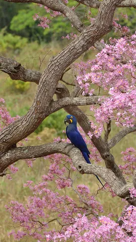 Bem-vinda, Primavera!