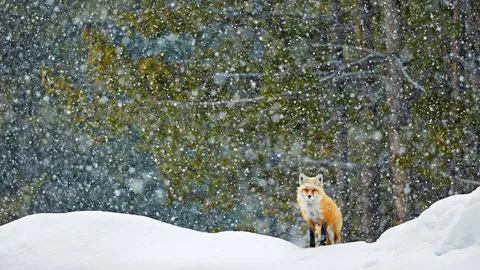 Red fox standing in snowfall, Grand Teton National Park, Wyoming, United States