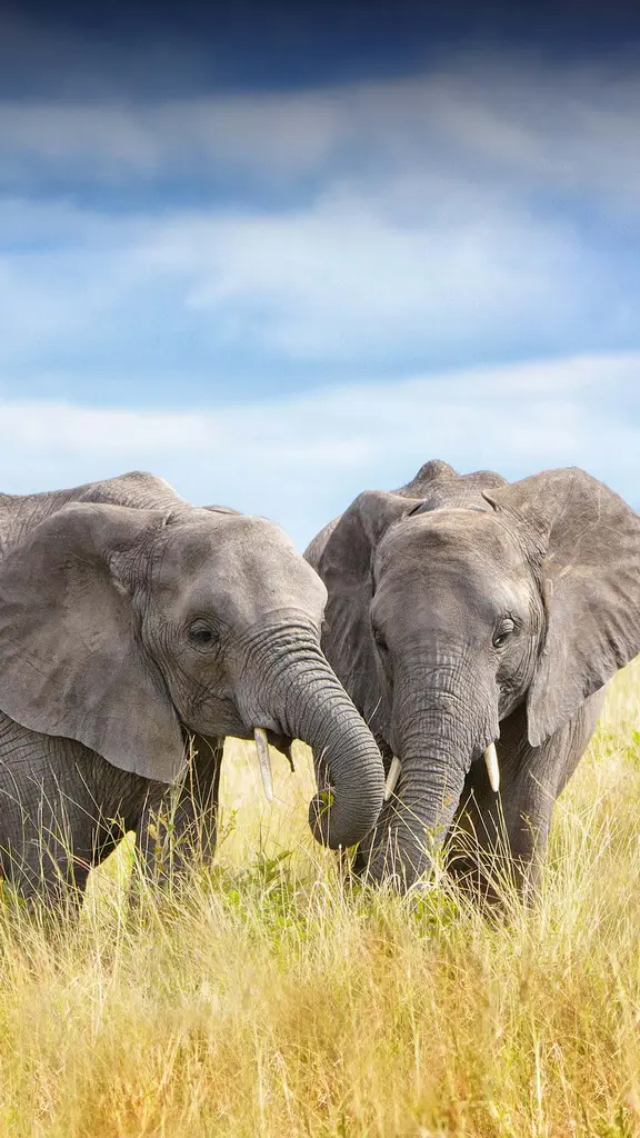 Today is not 'irrelephant'