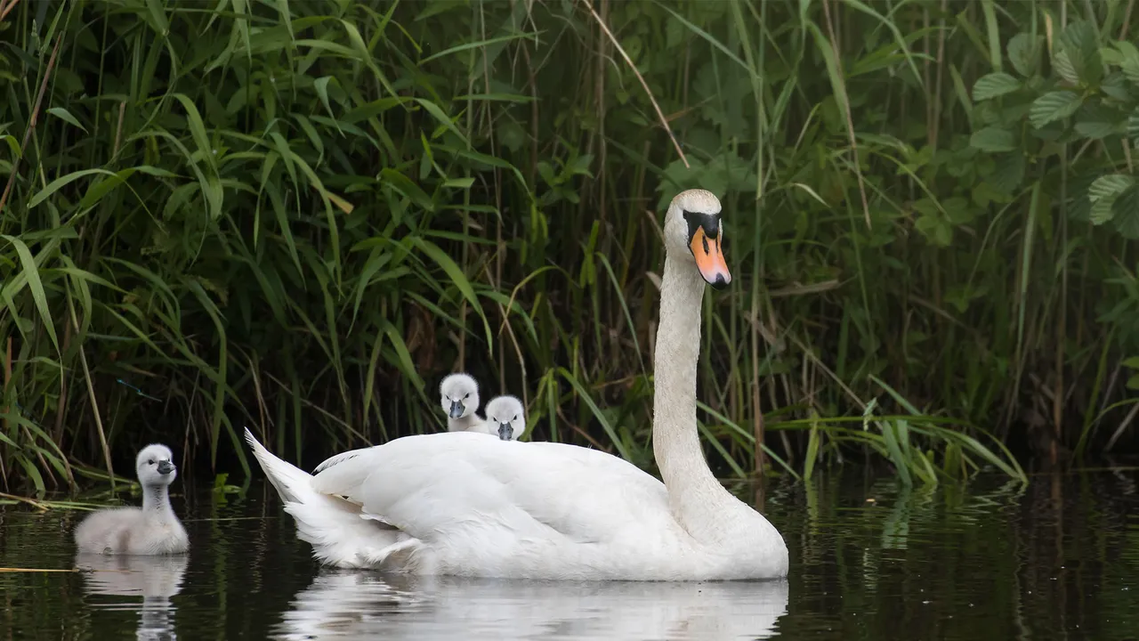 Geborgenheit auf dem Wasser