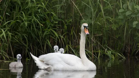 Mute swan with chicks, Hesse, Germany