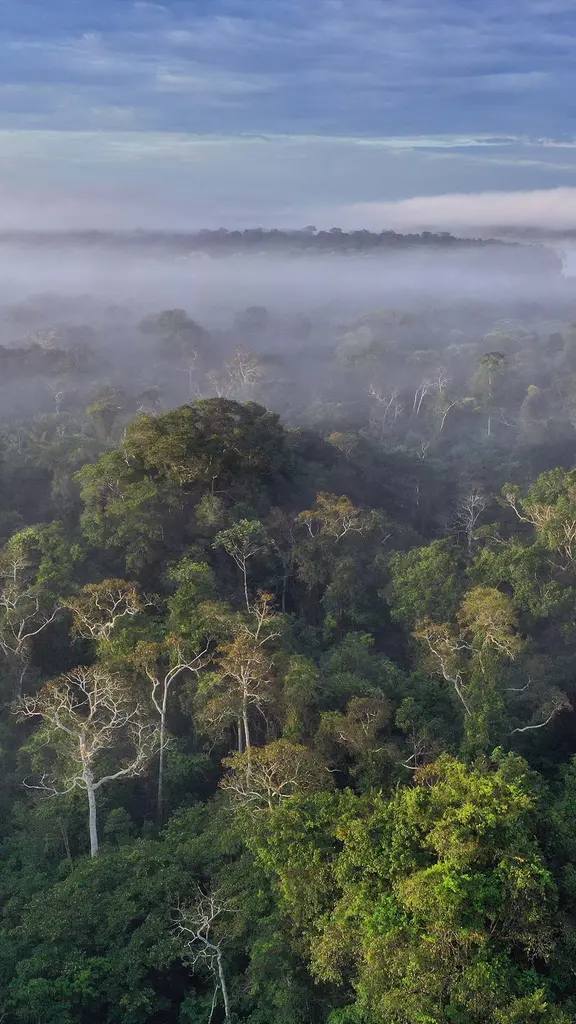 今日は世界熱帯雨林の日