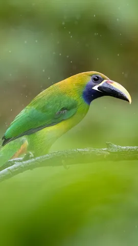 Calling all toucan fans