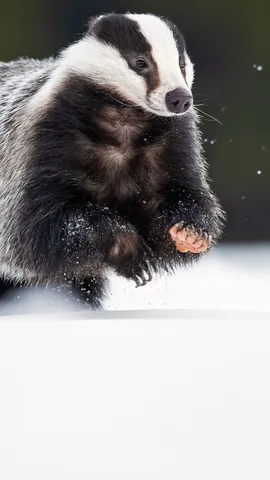 Pas si &laquo; blaireau &raquo;, le blaireau !