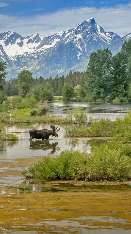 驼鹿穿过莫兰山下的池塘，怀俄明州大提顿国家公园