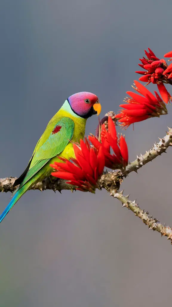 Head-turner on the treetops