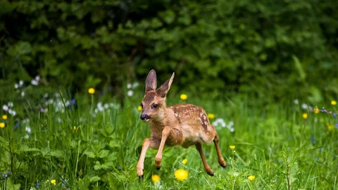 Rencontre avec les faons chevreuils
