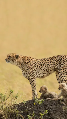 今日は国際チーターの日