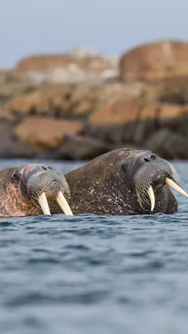 La saggezza dell'et&agrave;