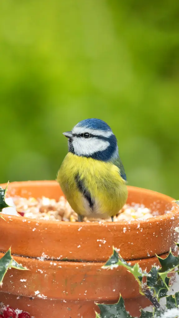 Having a holly good time