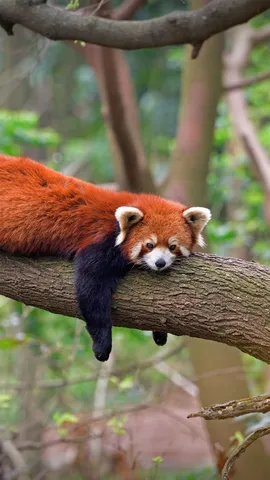 四川成都熊猫基地的小熊猫