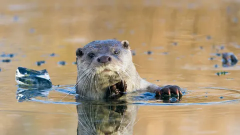 The 'otter' side of life