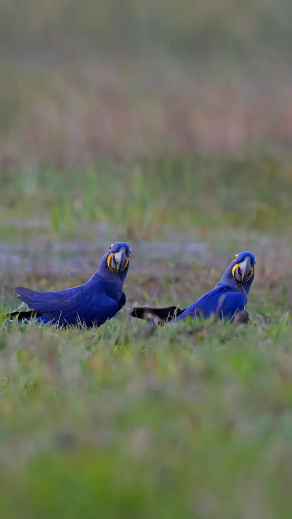 潘塔纳尔湿地的风信子金刚鹦鹉，巴西