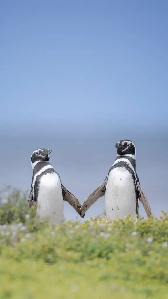 Look at these lovebirds