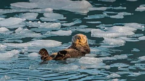 Otter-ly amazing