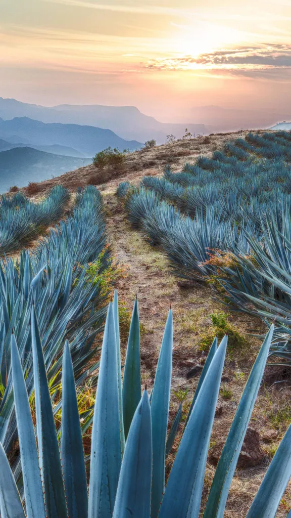 O&ugrave; l'histoire prend racine
