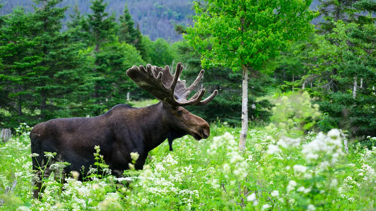 In step with the forest
