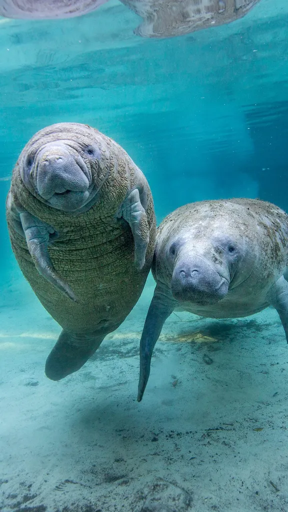 La vida secreta de los manat&iacute;es