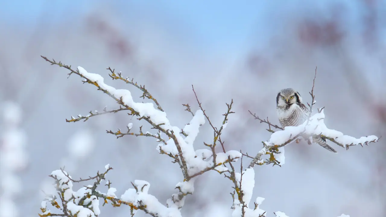 Nottambulo? No di certo!