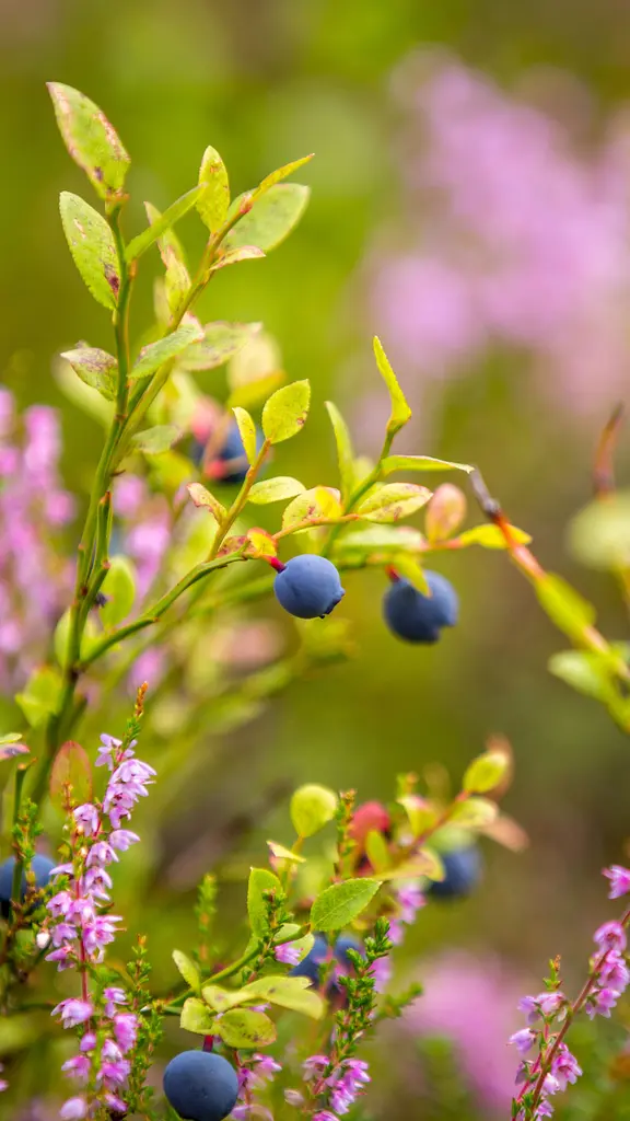 Eine Portion Antioxidantien