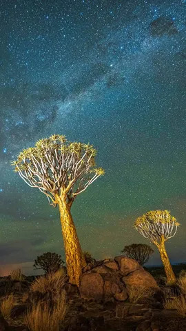 Quivering under starlight