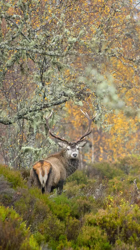 Il sovrano delle Highlands scozzesi?