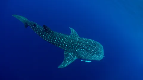 今日は国際ジンベエザメの日