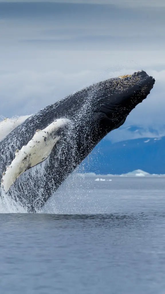 Saindo da lista de amea&ccedil;ados