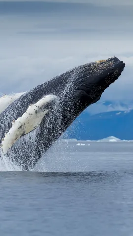 跳出&ldquo;濒危名单&rdquo;