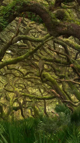 Poesia della Foresta