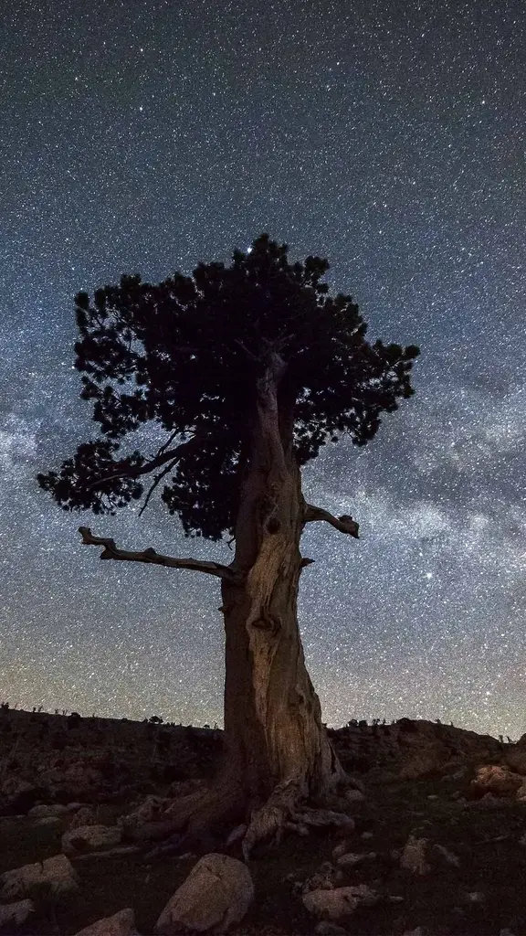 Si chiama Pino... ma non &egrave; tuo cugino!