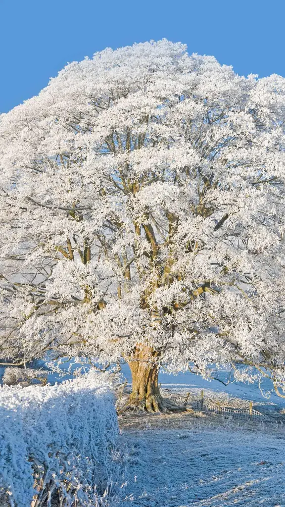 霜雪覆盖下的科茨沃尔德，英格兰