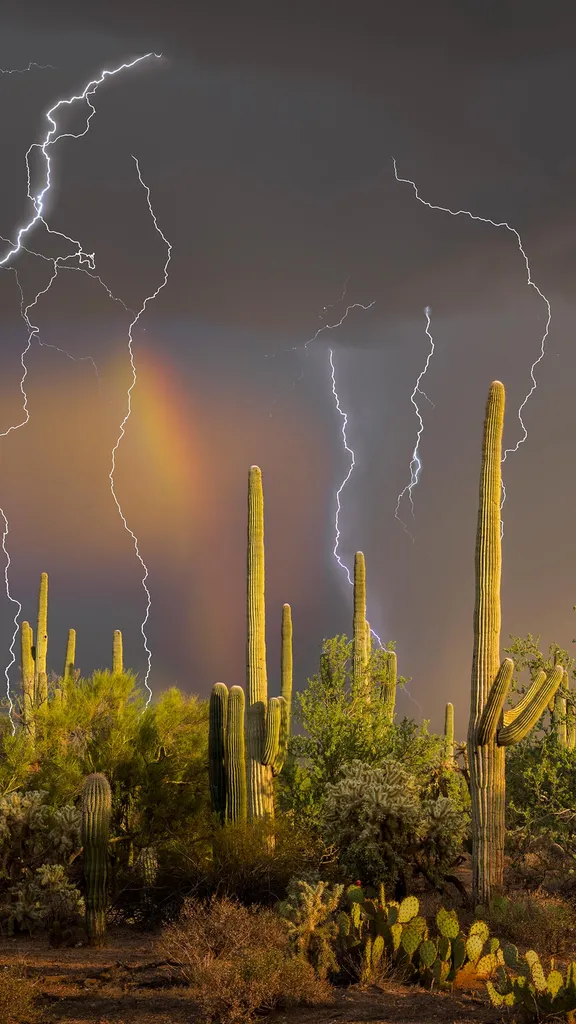 Lightning storm over saguaro cacti, Sonoran Desert, Arizona, United States