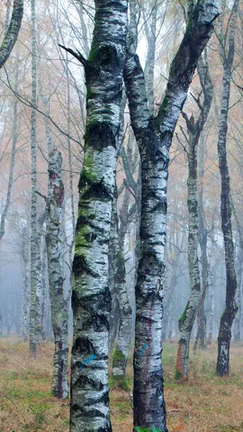 H&ouml;ren Sie den Wald fl&uuml;stern?