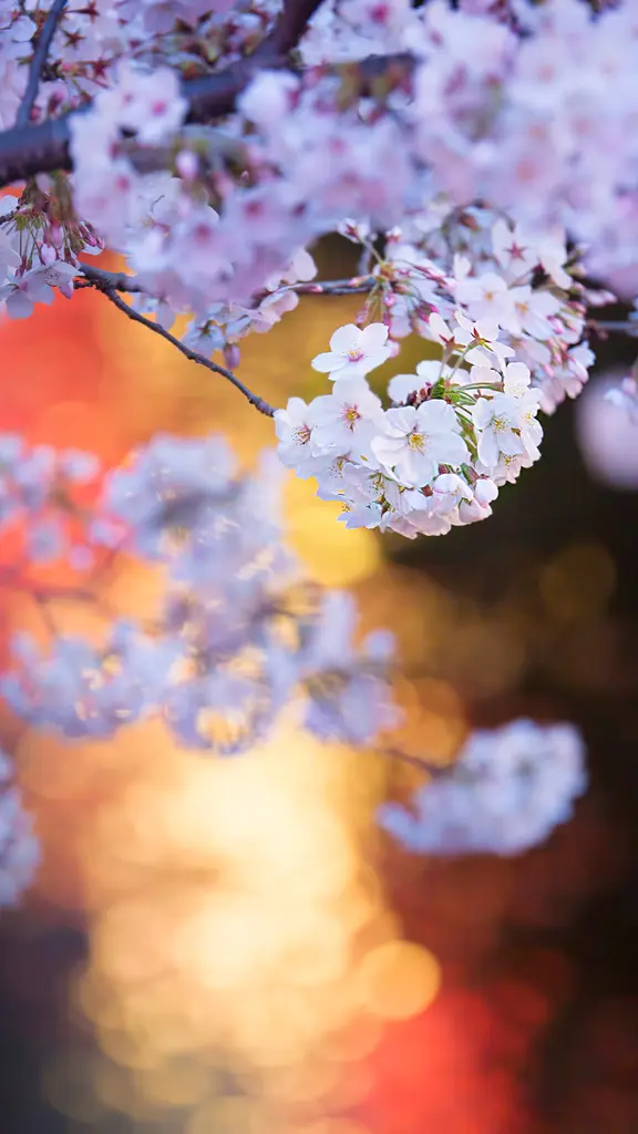 ライトアップされた桜