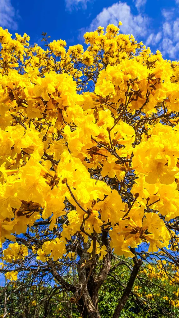 Seja bem-vinda, primavera!