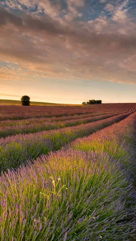 Un mar de lavanda