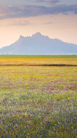 Wildflower bloom, Central Valley, California, United States