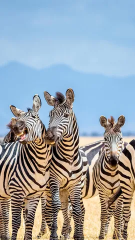 Une journ&eacute;e pour les cousins de tout poil
