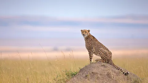 Cheetah in Maasai Mara National Reserve, Narok, Kenya
