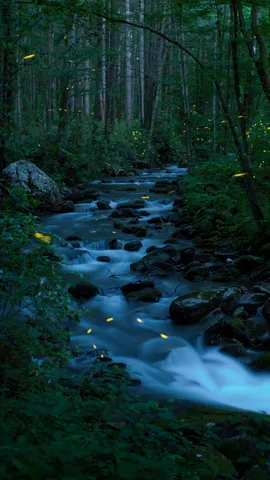 Twinkle, twinkle, little bugs