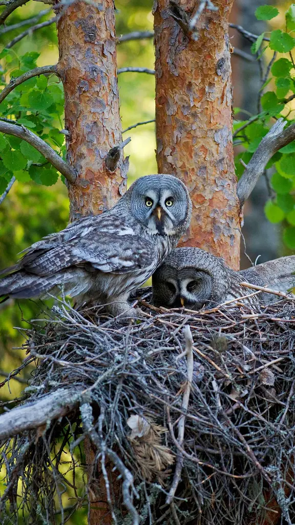 Mystische J&auml;ger der Nacht