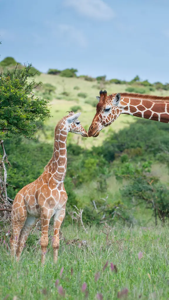 Who's sharing a cuddly hello?