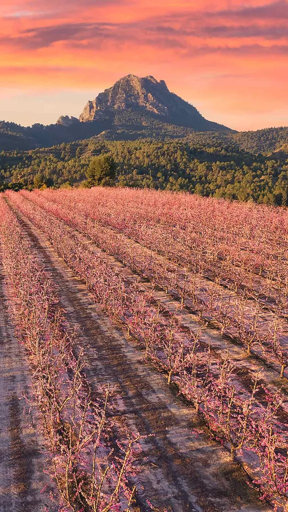 ...Fiori di Pesco...