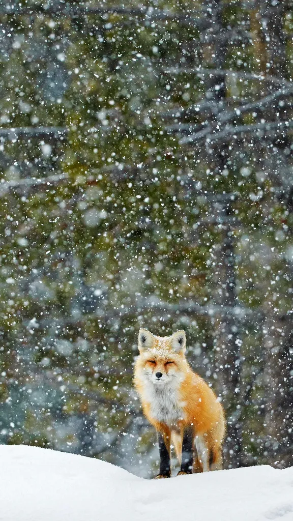 Die Stille des Winters