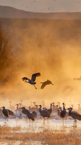 Sandhill cranes at sunrise, Bosque del Apache National Wildlife Refuge, New Mexico, United States