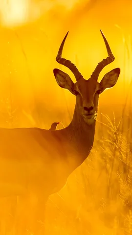 这只黑斑羚正在何处漫游？